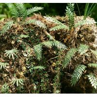 MSC VG7-032 - Jungle set č. 2 1:72, 1:87 - dopredaj MSC VG7-032 - Jungle set č. 2 1:72, 1:87 - dopredaj