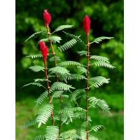 MSC VG3-018 - Škumpa vlasatá 1:35 - dopredaj